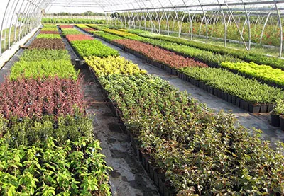 Когда и где лучше высаживать саженцы декоративных растений Когда и где лучше высаживать саженцы декоративных растений