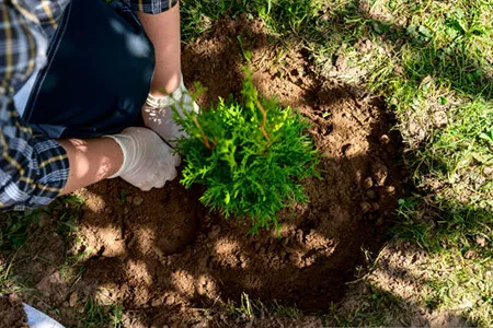 Туя: посадка и уход в открытом грунте Туя: посадка и уход в открытом грунте