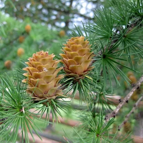 Лиственница КЕМПФЕРА  Лиственница КЕМПФЕРА в Москве