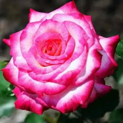 Саженцы роз АРИФА флорибунда в Москве