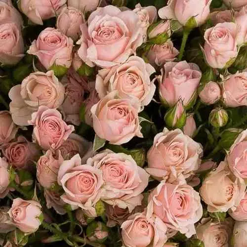 Саженцы роз ОДИЛЛИЯ спрей  Саженцы роз ОДИЛЛИЯ спрей в Москве