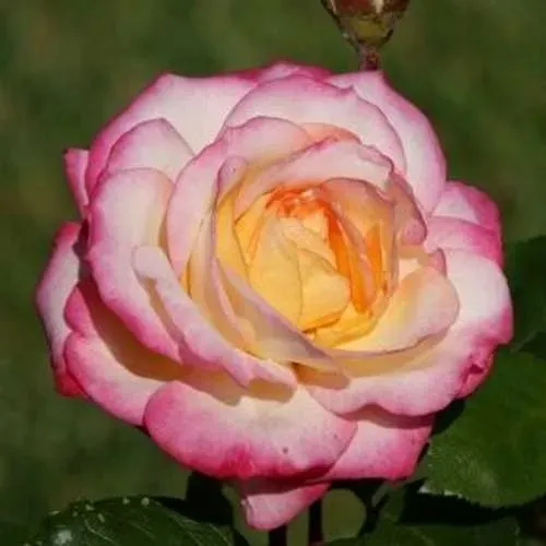 Саженцы роз ЛАМИНУЭТ флорибунда в Москве