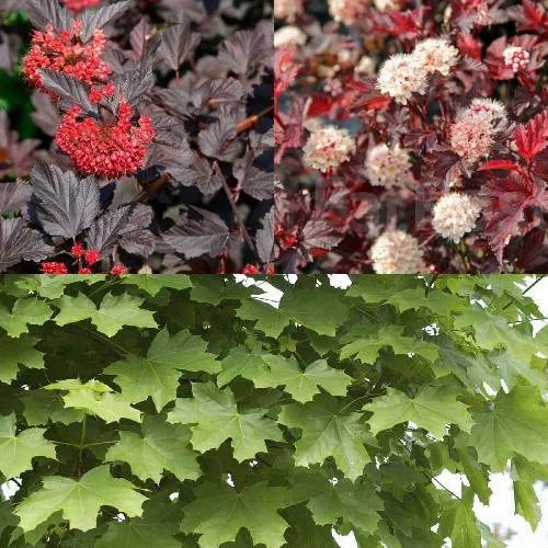 Комплект ОСЕННИЙ КОСТЕР в Москве