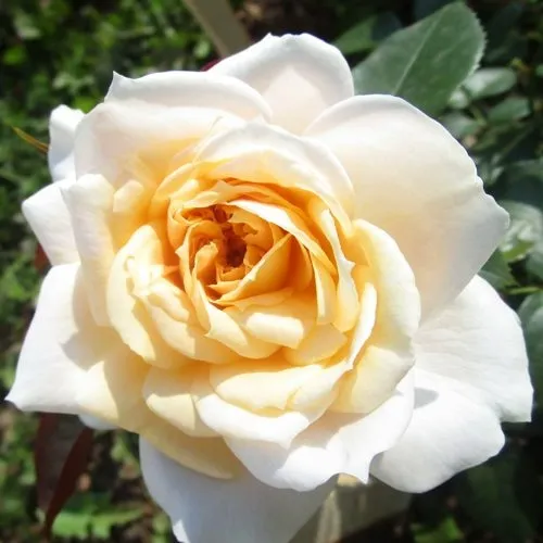 Саженцы роз ЛИОНС РОУЗ флорибунда в Москве