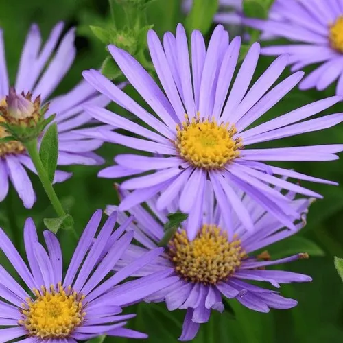Астра ЛЕДИ ИН БЛЮ в Москве