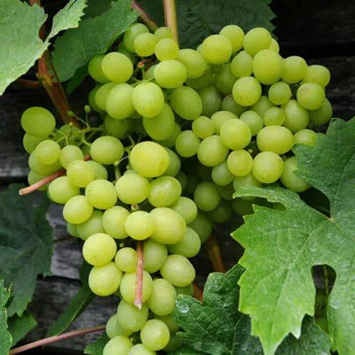 Виноград АЛЕШЕНЬКИН в Москве