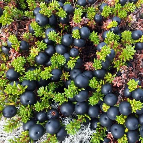 саженцы водяники саженцы водяники