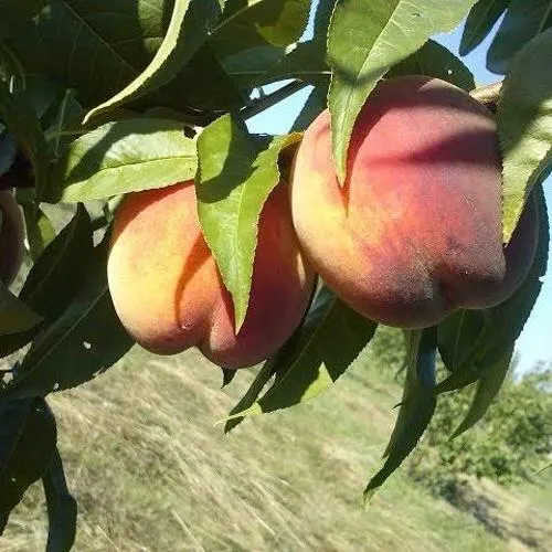 Персик СОФГАФЕН  Персик СОФГАФЕН в Москве