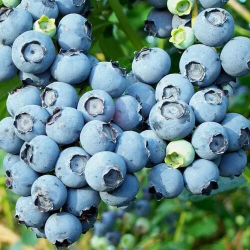 Голубика ПУРУ  Голубика ПУРУ в Москве