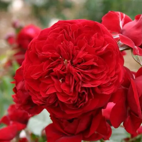 Саженцы роз КРАСНАЯ ШАПОЧКА флорибунда в Москве