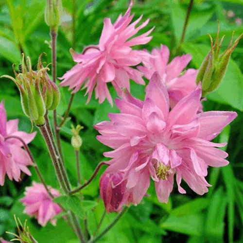 Аквилегия БАРЛОУ ПИНК гибрид МакКаны  Аквилегия БАРЛОУ ПИНК гибрид МакКаны в Москве