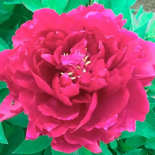 Пион ОСТРОВНОЙ МИНИСТР древовидный  Пион ОСТРОВНОЙ МИНИСТР древовидный в Москве