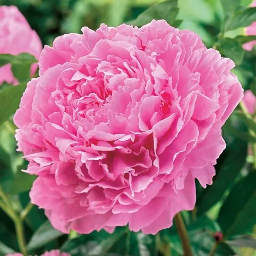 Пион МИСС ЭКХАРТ травянистый  Пион МИСС ЭКХАРТ травянистый в Москве