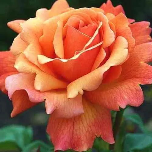 Саженцы роз ИЗИ ДАЗ ИТ флорибунда в Москве