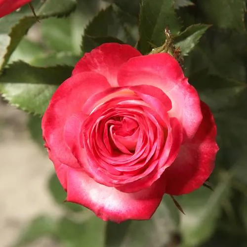 Саженцы роз САФИНА спрей  Саженцы роз САФИНА спрей в Москве