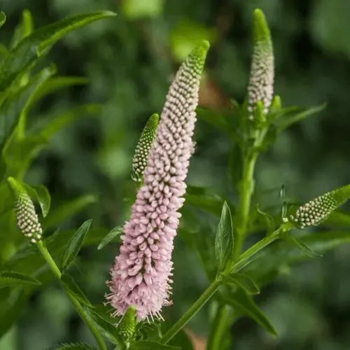 Вероника ФЕСТ ЧОЙС длиннолистная  Вероника ФЕСТ ЧОЙС длиннолистная в Москве