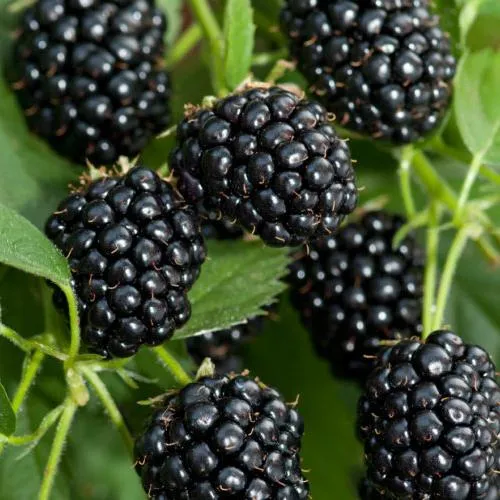 Ежевика АГАВАМ  Ежевика АГАВАМ в Москве