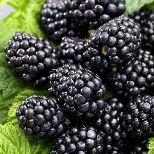 Ежевика БЖЕЗИНА бесшипная  Ежевика БЖЕЗИНА бесшипная в Москве