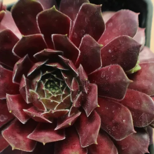 Молодило БЛЭК МОУНТЭЙН в Москве