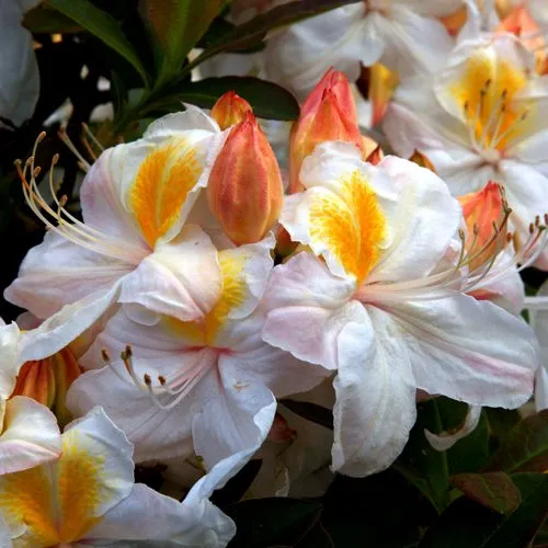 Азалия СИЛЬВЕР СЛИППЕР листопадная  Азалия СИЛЬВЕР СЛИППЕР листопадная в Москве