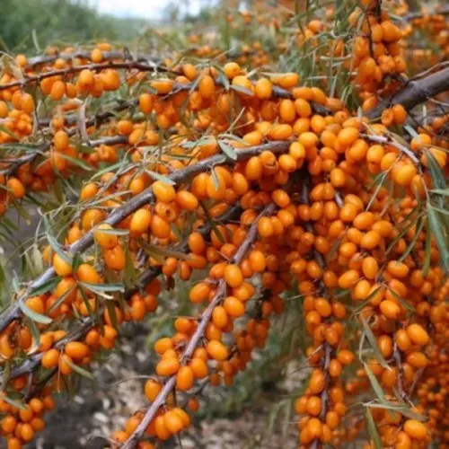 Облепиха ПЕРЧИК  Облепиха ПЕРЧИК в Москве