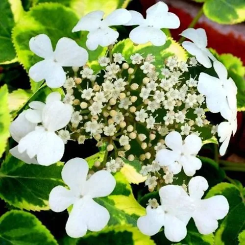 Гортензия МИРАНДА черешковая  Гортензия МИРАНДА черешковая в Москве