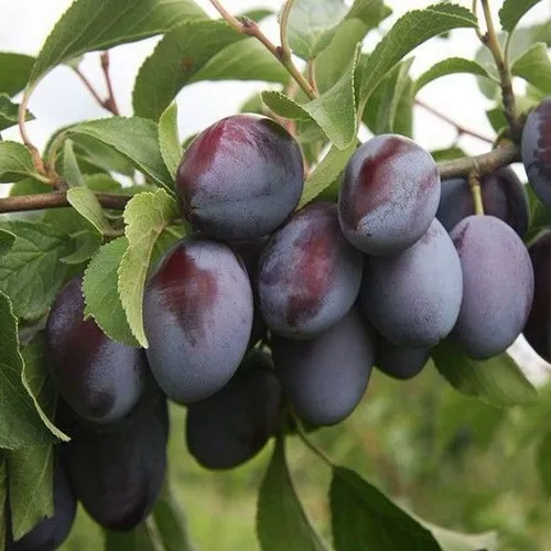 Слива РЕНКЛОД  Слива РЕНКЛОД в Москве