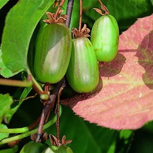 саженцы актинидии саженцы актинидии