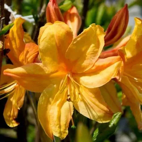 Азалия ГОЛДЕН ЛАЙТС листопадная  Азалия ГОЛДЕН ЛАЙТС листопадная в Москве