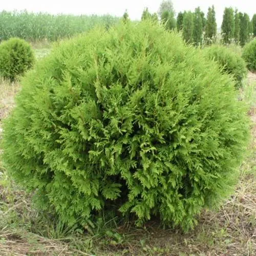 Туя ГЛОБОЗА западная  Туя ГЛОБОЗА западная в Москве