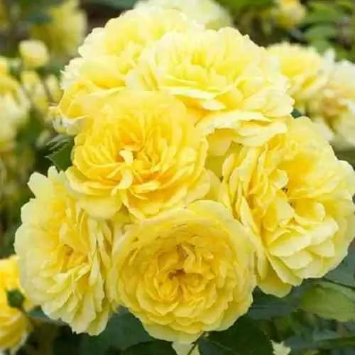 Саженцы роз АНИ ДЮПРЕЙ флорибунда в Москве