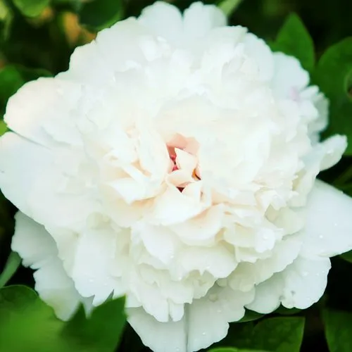 Пион СНЕЖНАЯ КРЕПОСТЬ древовидный  Пион СНЕЖНАЯ КРЕПОСТЬ древовидный в Москве