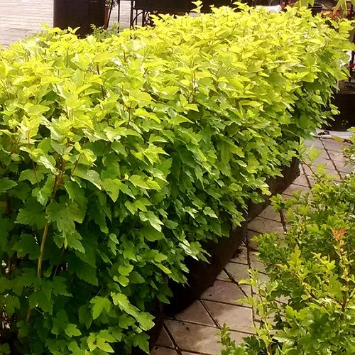 Комплект АНГЕЛ ГОЛД в Москве