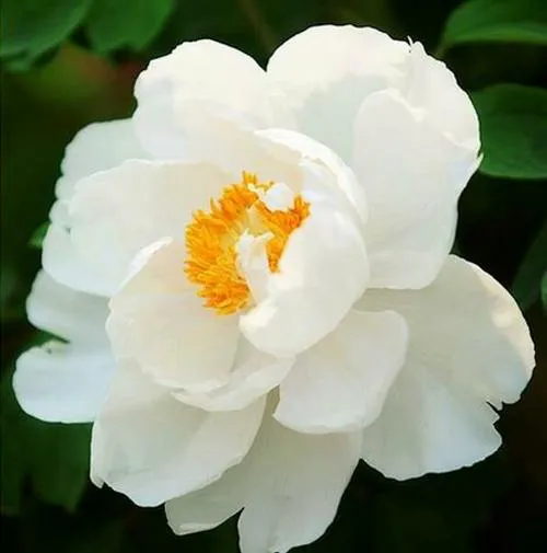 Пион ЛЕТНИЙ ДВОРЕЦ древовидный  Пион ЛЕТНИЙ ДВОРЕЦ древовидный в Москве