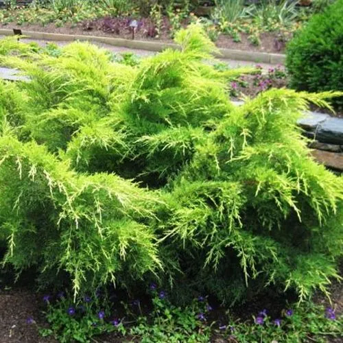 Можжевельник ГОЛД КОСТ средний в Москве