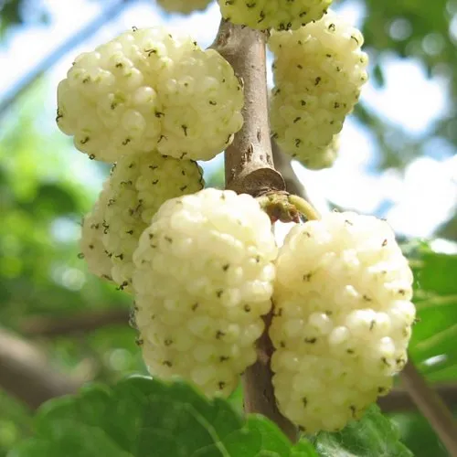 саженцы шелковицы саженцы шелковицы