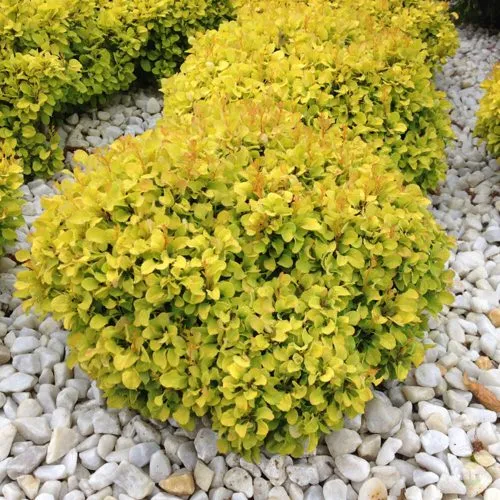 Барбарис БОНАНЗА ГОЛД тунберга  Барбарис БОНАНЗА ГОЛД тунберга в Москве