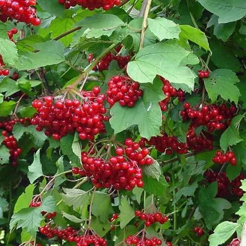 Калина КОМПАКТУМ  Калина КОМПАКТУМ в Москве