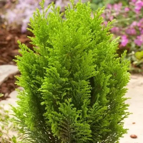 Кипарисовик ЭЛВУДИ ГОЛД лавсона в Москве