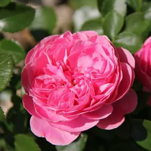 Саженцы роз ЛЕОНАРДО ДА ВИНЧИ флорибунда в Москве