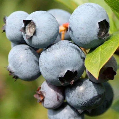 саженцы голубики саженцы голубики