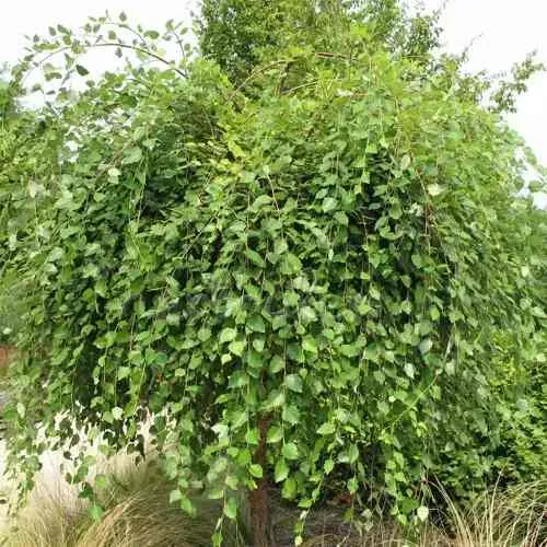 Береза САММЕР КАСКАД черная  Береза САММЕР КАСКАД черная в Москве