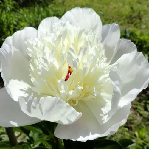 Пион ИММАКУЛИ травянистый  Пион ИММАКУЛИ травянистый в Москве