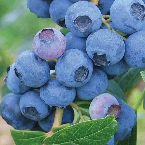 Голубика ЭРЛИБЛЮ  Голубика ЭРЛИБЛЮ в Москве