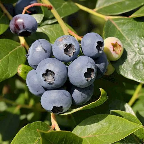 Голубика ШАНТЕКЛЕР  Голубика ШАНТЕКЛЕР в Москве