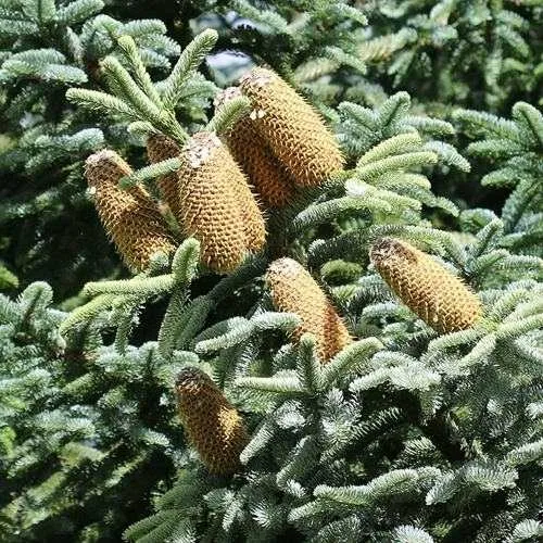 Пихта благородная в Москве