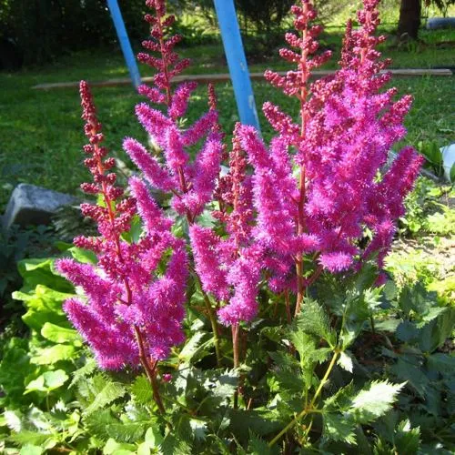 Астильба ЭЛИЗАБЕТ ВАН ВИН японская  Астильба ЭЛИЗАБЕТ ВАН ВИН японская в Москве