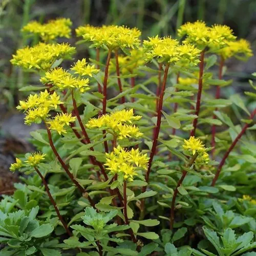 Очиток (седум) ИММЕРГРЮНХЕН в Москве