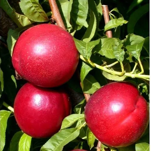 Нектарин ХАРКО  Нектарин ХАРКО в Москве