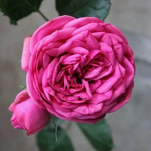 Саженцы роз ПИНК ПИАНО чайно-гибридная  Саженцы роз ПИНК ПИАНО чайно-гибридная в Москве